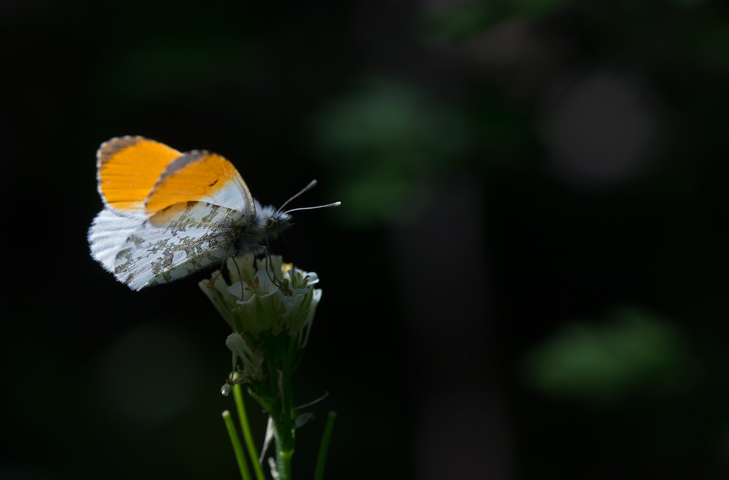 Aurore - Anthocharis cardamines-1.jpg
