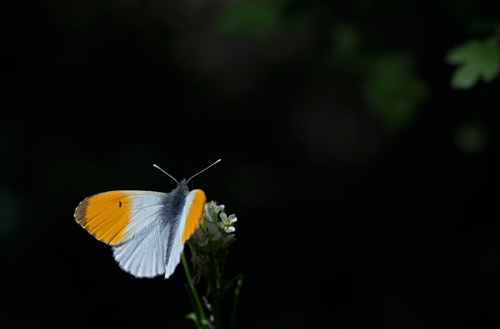 Aurore - Anthocharis cardamines-2.jpg