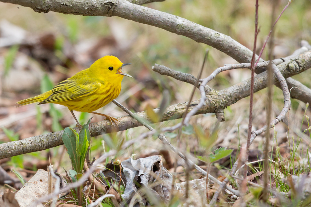 _IN Paruline jaune 2018-05 Rondeau-2.jpg