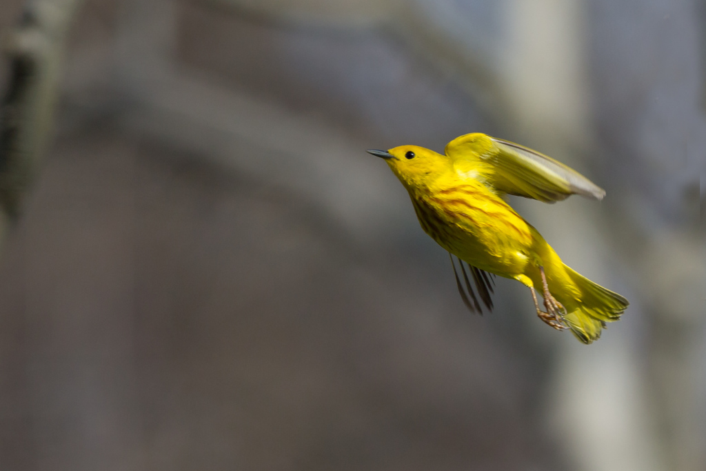 _IN Paruline jaune 2018-05 Point pelée-5.jpg