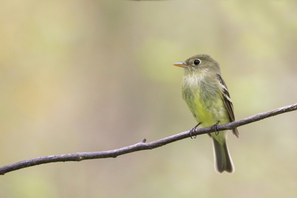 _IN Moucherolle à ventre jaune 2018-05 Point pelée-51.jpg