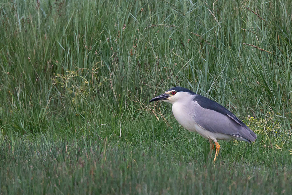 IMG_3695.jpg