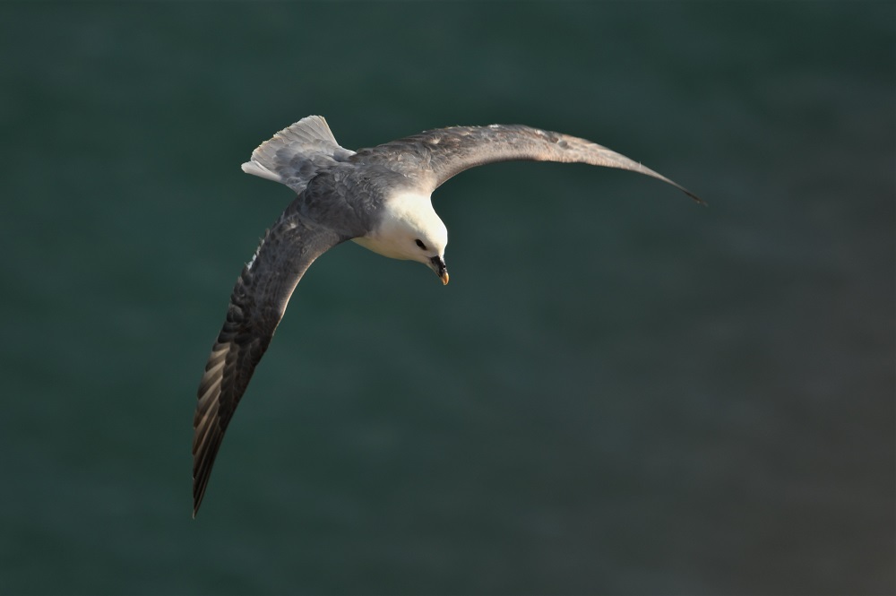 DSC_5934 - Copie.jpg