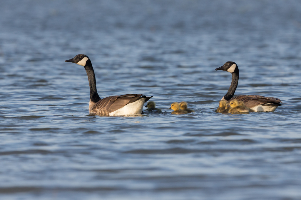_IN Bernache du Canada 2018-05 Hilmann Marsh.jpg