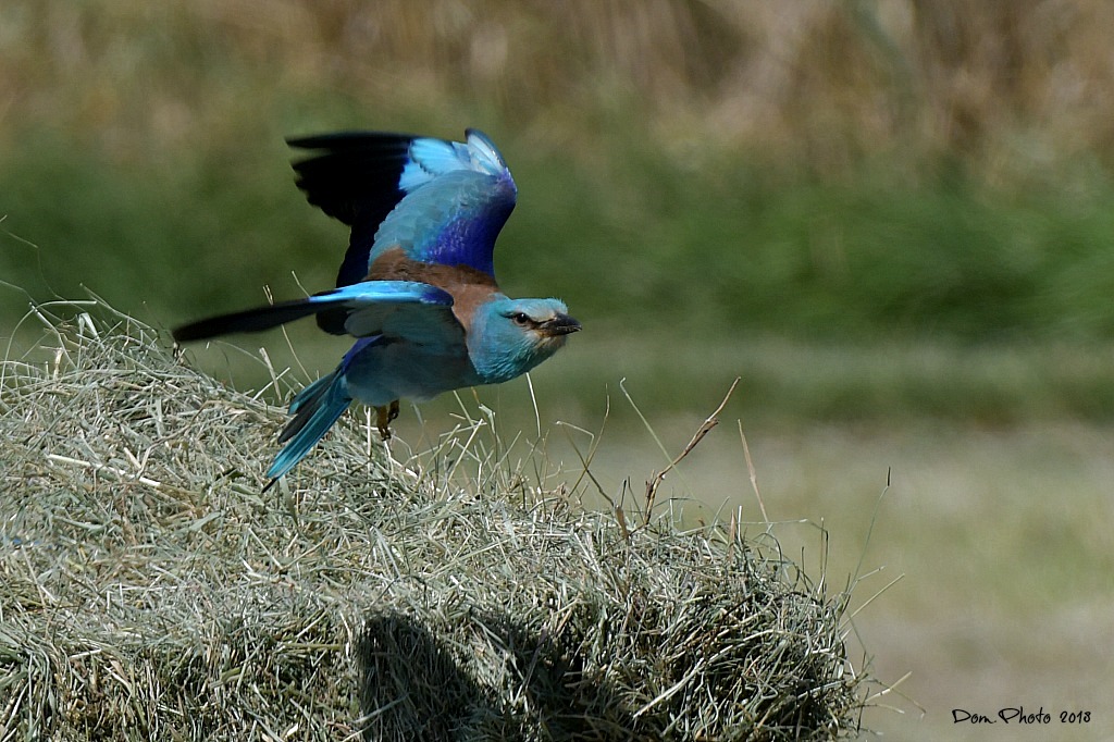 DSC_9718IN.jpg