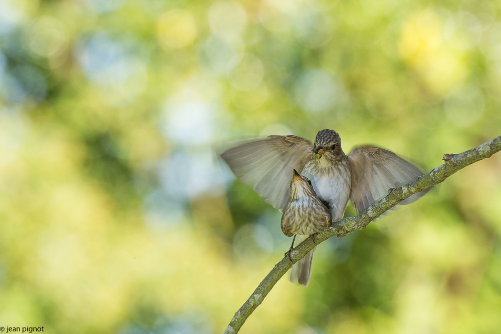 gobe mouche gris  deusieme couvée 06 2018-5.jpg