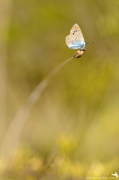 ANT_33162.jpg