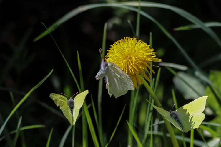 papillons-IMG_2018_04_18_03194-r.jpg