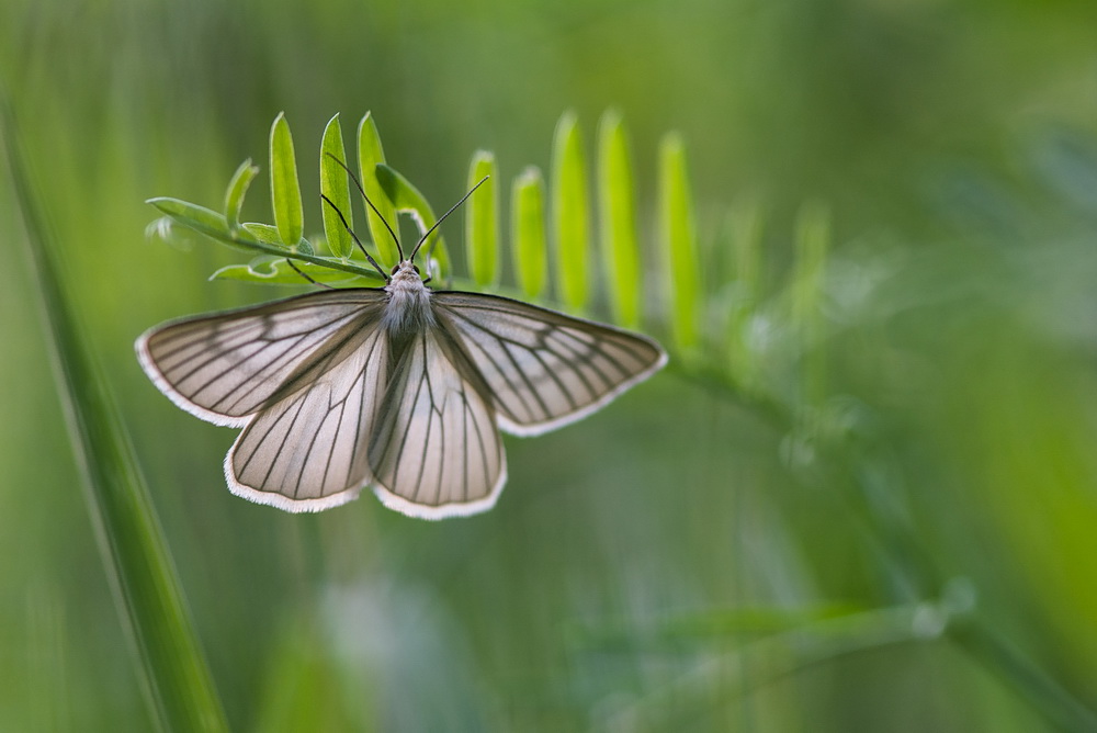 Transparence.jpg