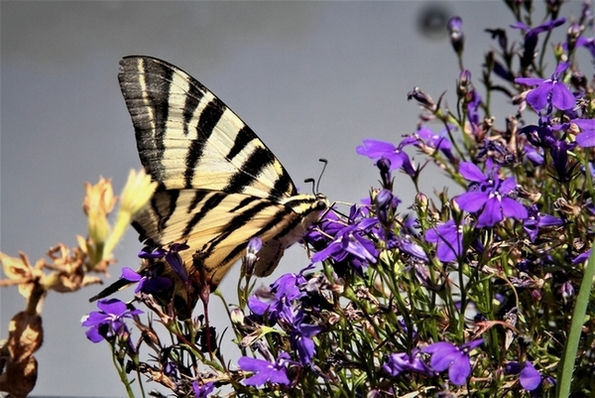Papillon 3-2.JPG