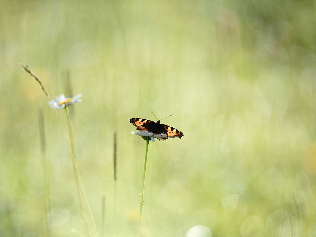 papillon1.jpg
