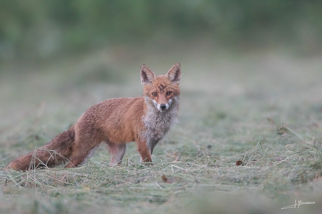 forum I&N 2018-06 renard roux-017.jpg