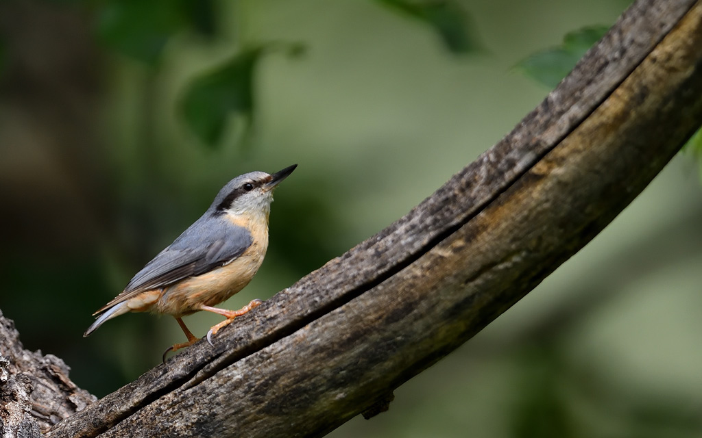 DS5_3210.jpg