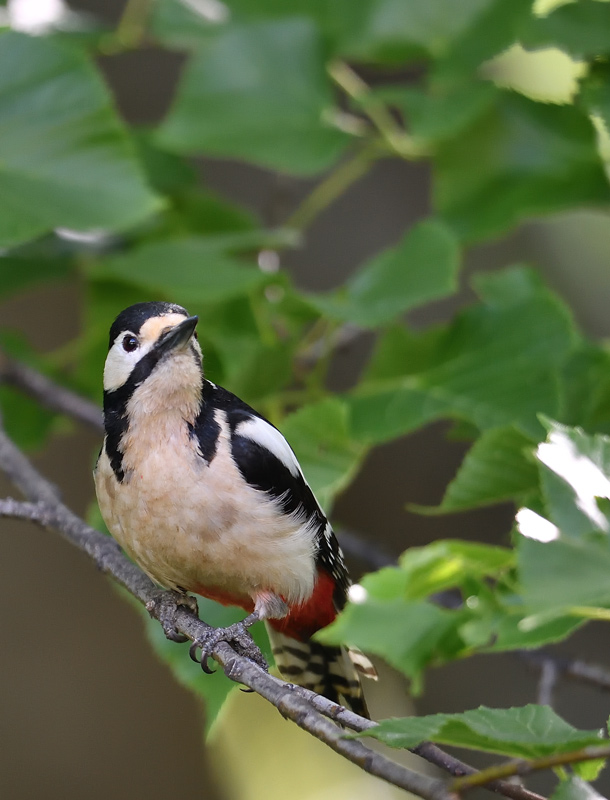 DS5_3161.jpg