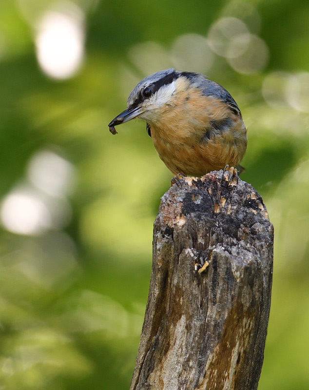 DS5_3067.jpg