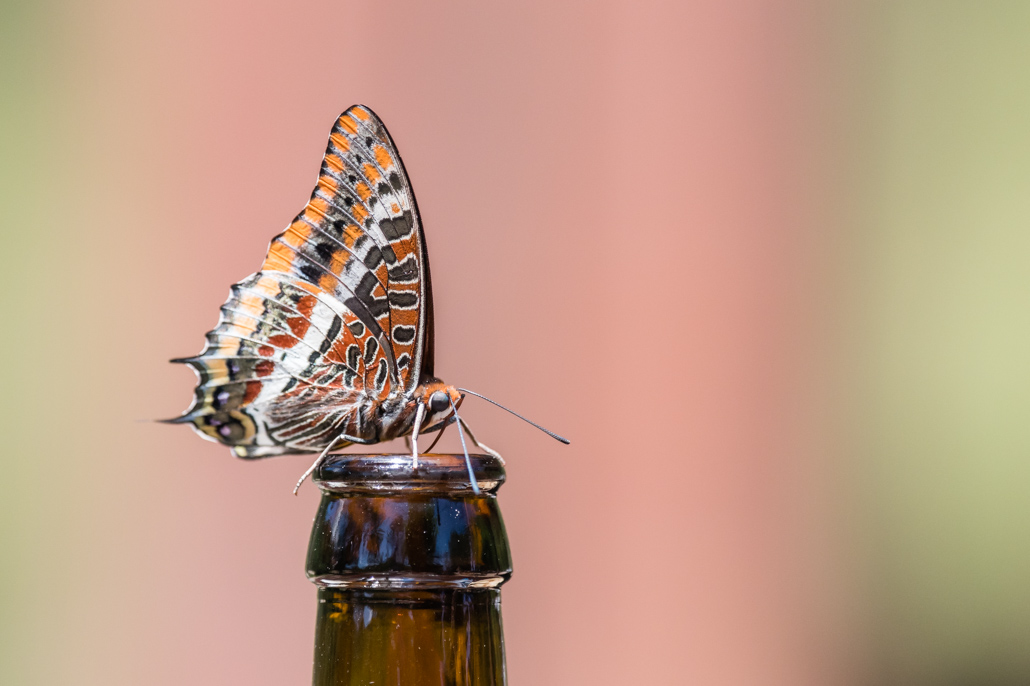 La bière du Pacha.jpg