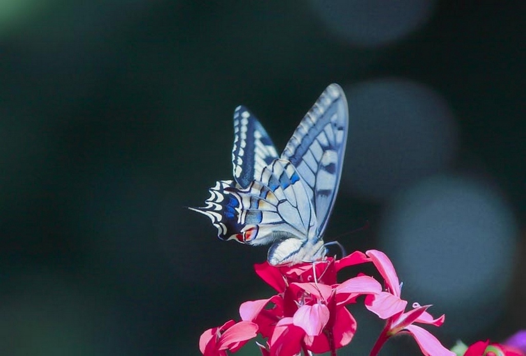 machaon0.jpg