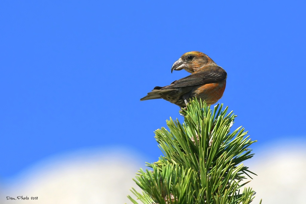 DSC_1646IN.jpg