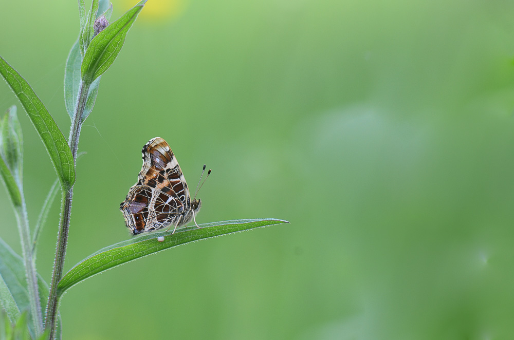 papillon concour 06 2018.jpg