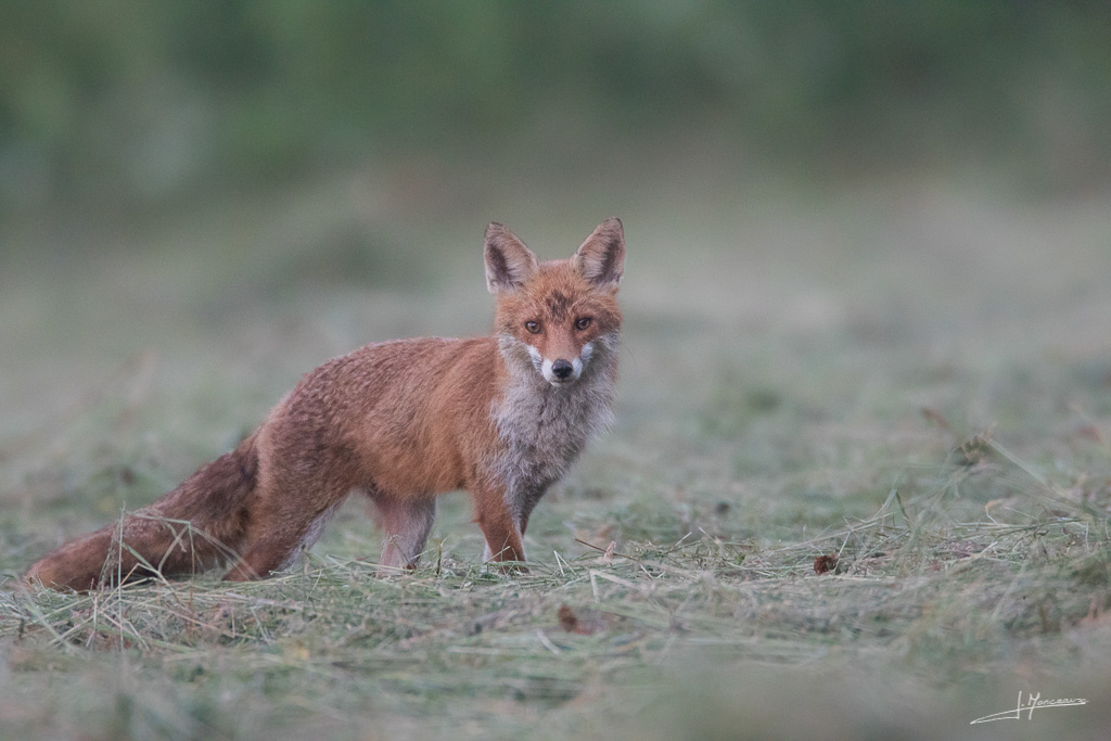 2018-06 renard roux-017.jpg