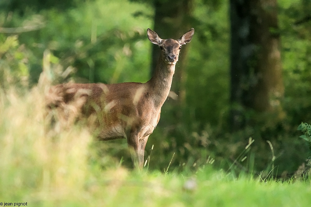 biche la pouilliasserie 06 2018.jpg