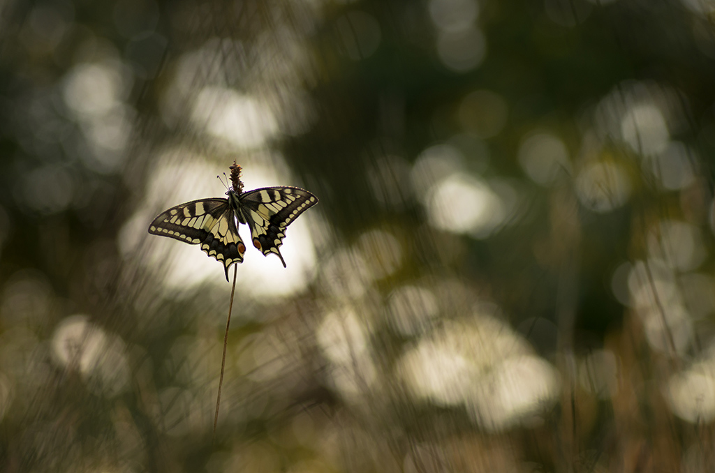 image et nature pap2.jpg