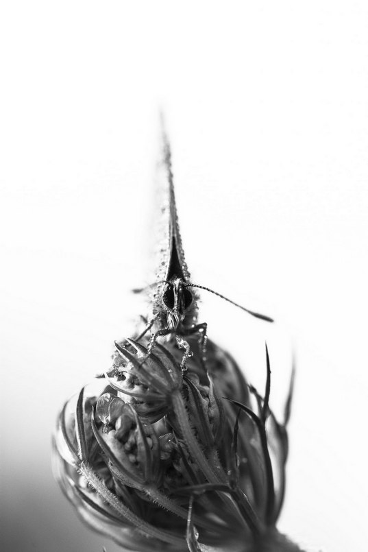 papillon in.jpg
