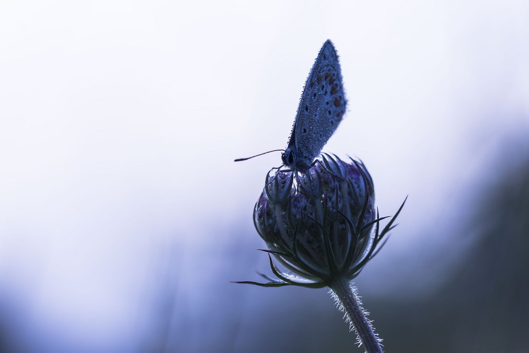 papillon in-2.jpg