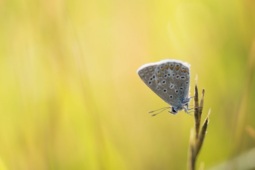 papillon in-3.jpg