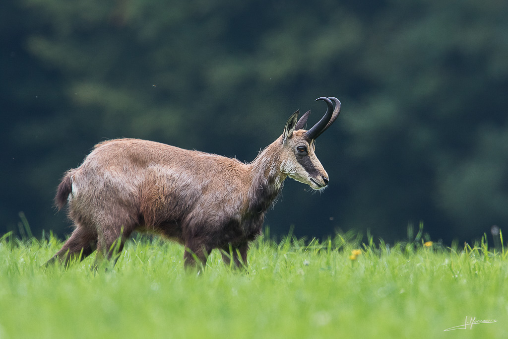 forum I&N 2018-06 chamois-015.jpg