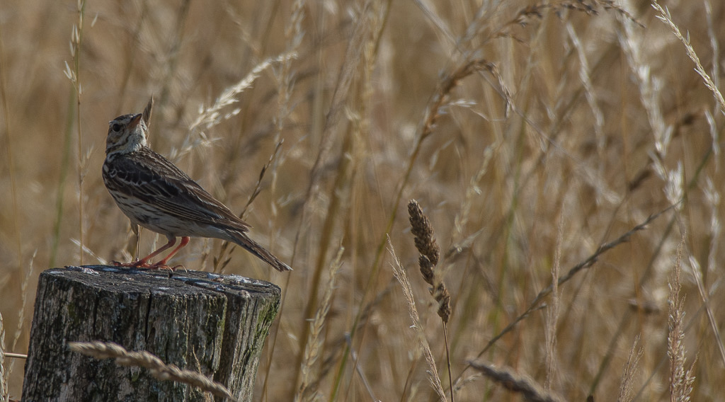 Pipit des abres 3.jpg