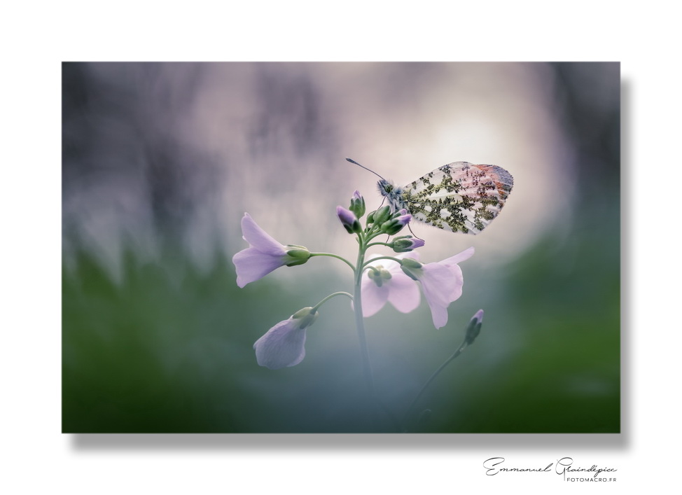 EG-aurore_marchiennes-2017-0331130.jpg