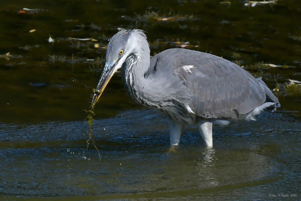 DSC_2158IN.jpg