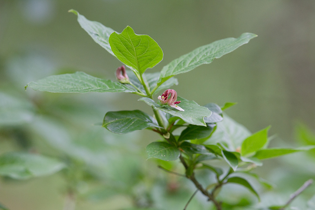 Chéverfeuille des Alpes (Lonicera alpigena) IN.jpg