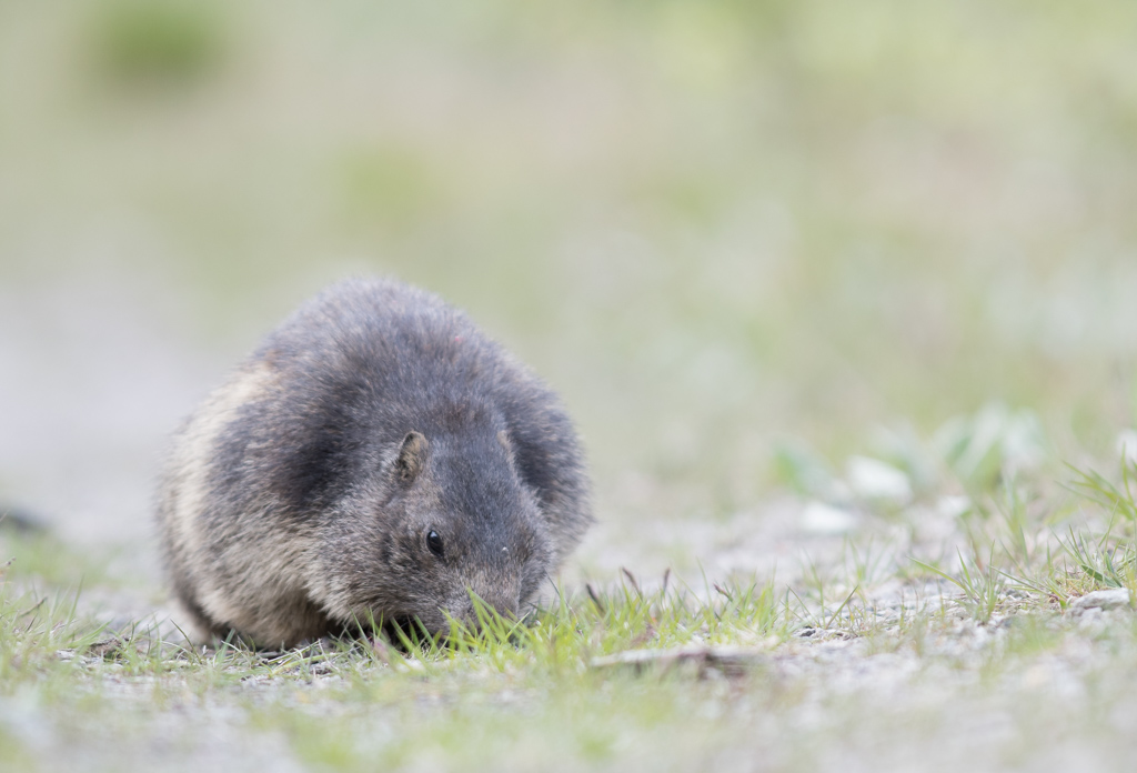 Marmotte_79.jpg