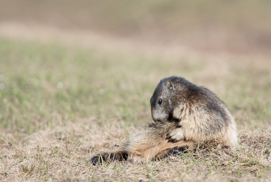 Marmotte_84.jpg