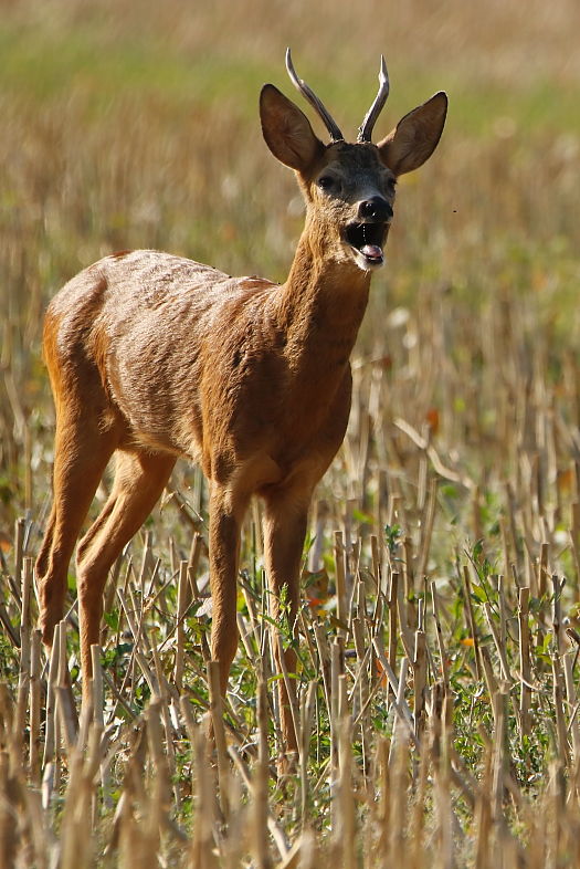 _MG_3855chv.JPG