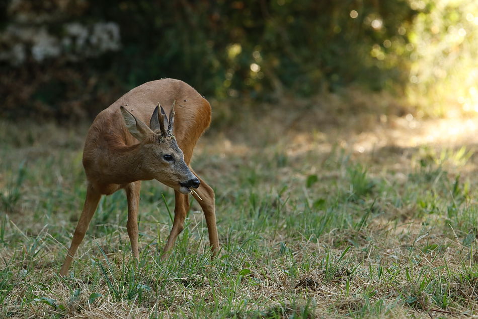 _MG_3980CHV.JPG