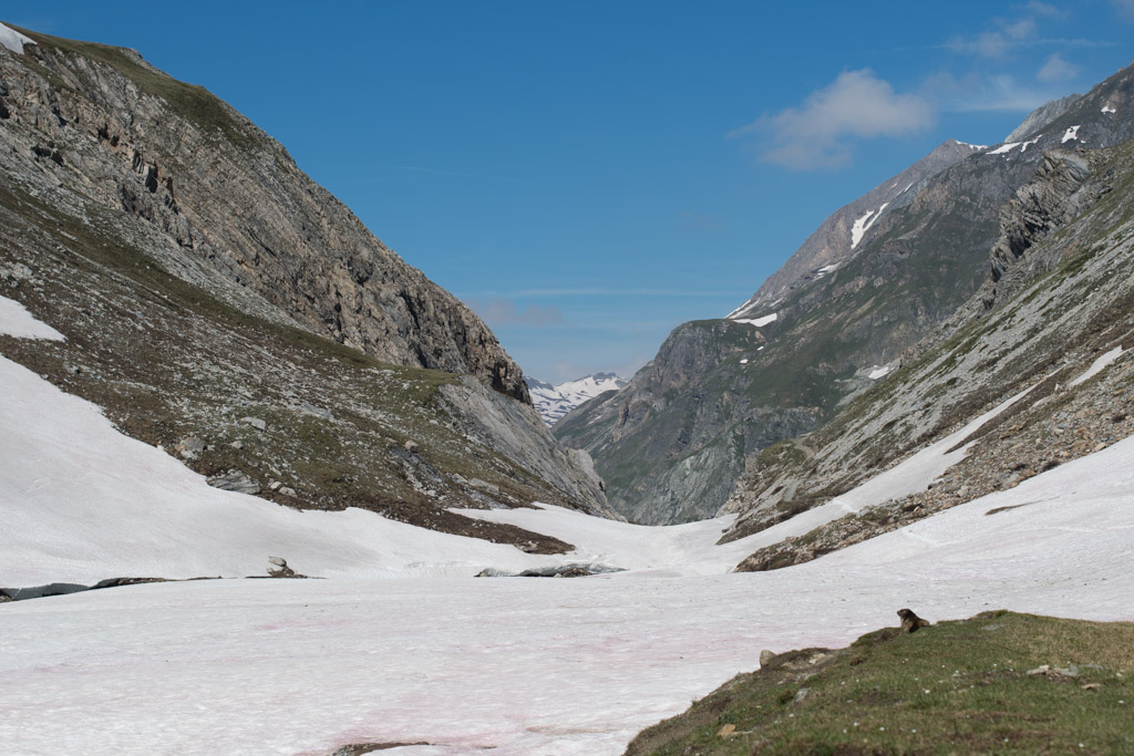 Marmotte_91.jpg