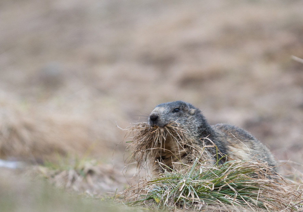 Marmotte_93.jpg