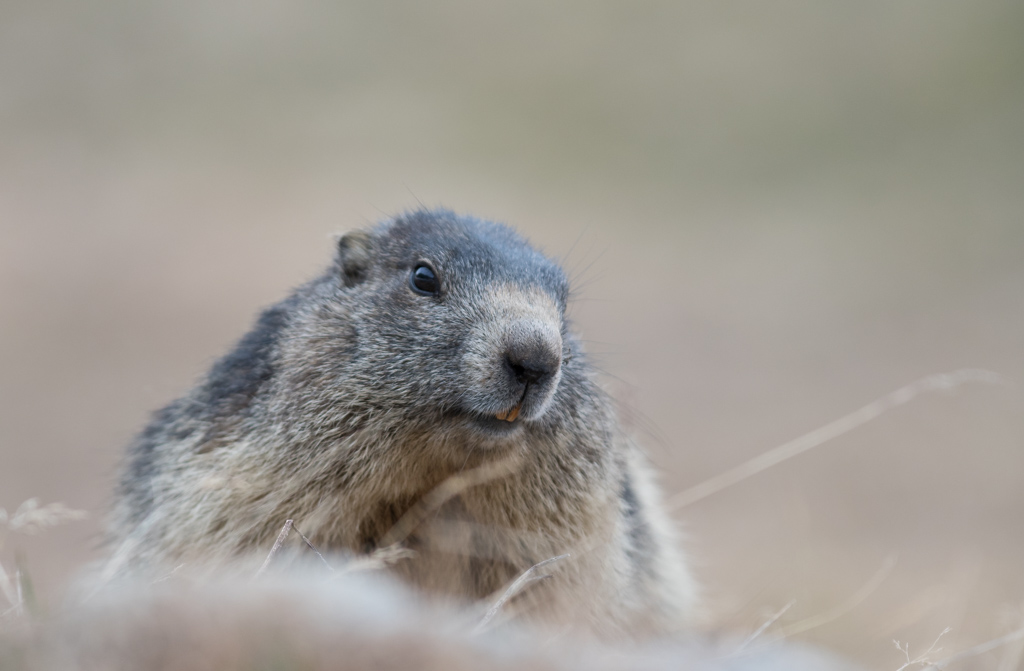 Marmotte_94.jpg
