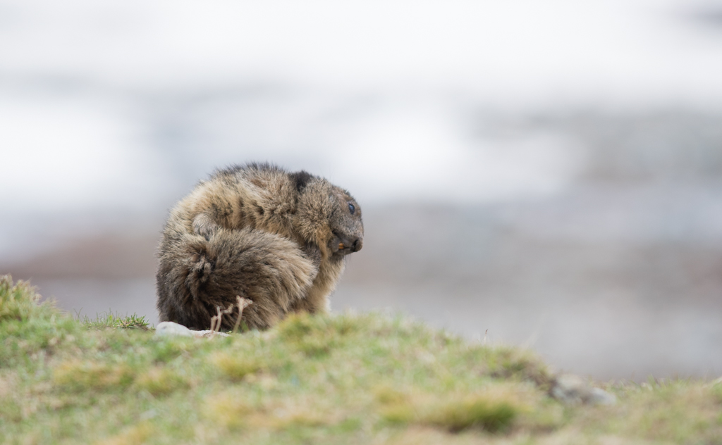 Marmotte_95.jpg
