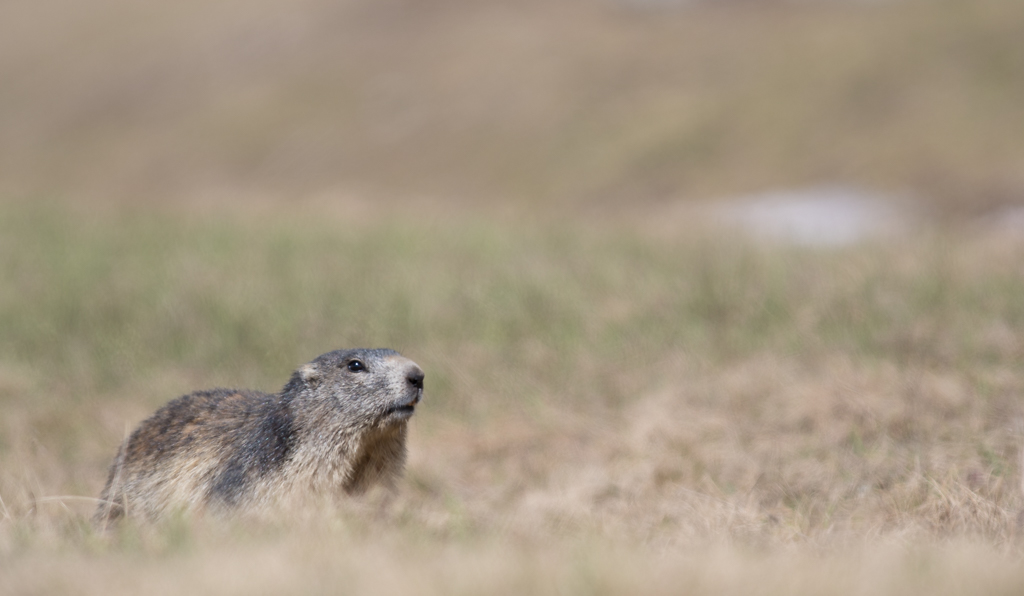 Marmotte_96.jpg