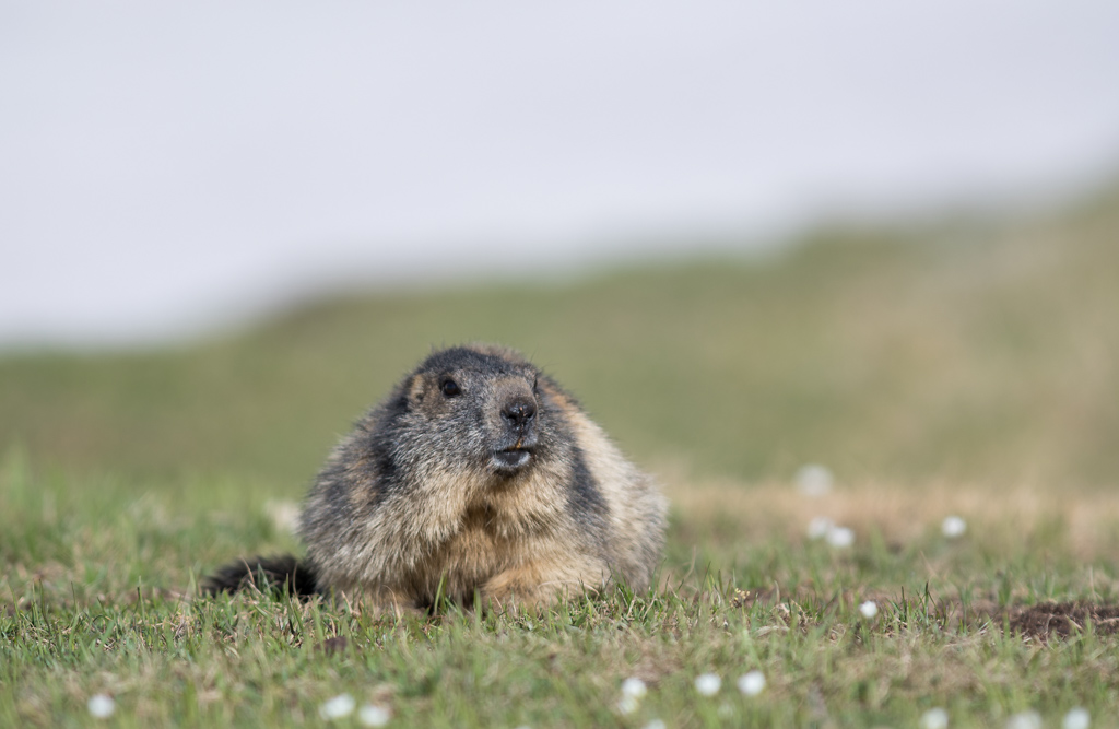 Marmotte_97.jpg