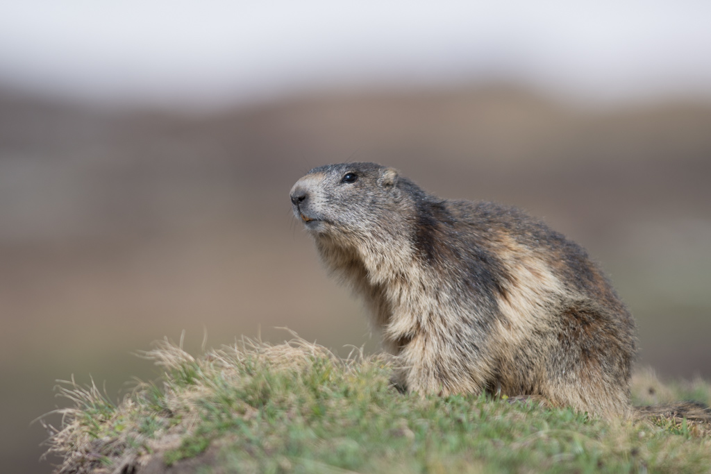Marmotte_100.jpg