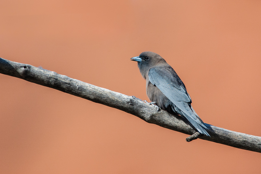 DSC_2401.jpg
