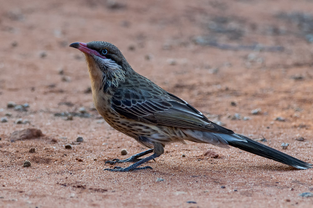 DSC_2438.jpg