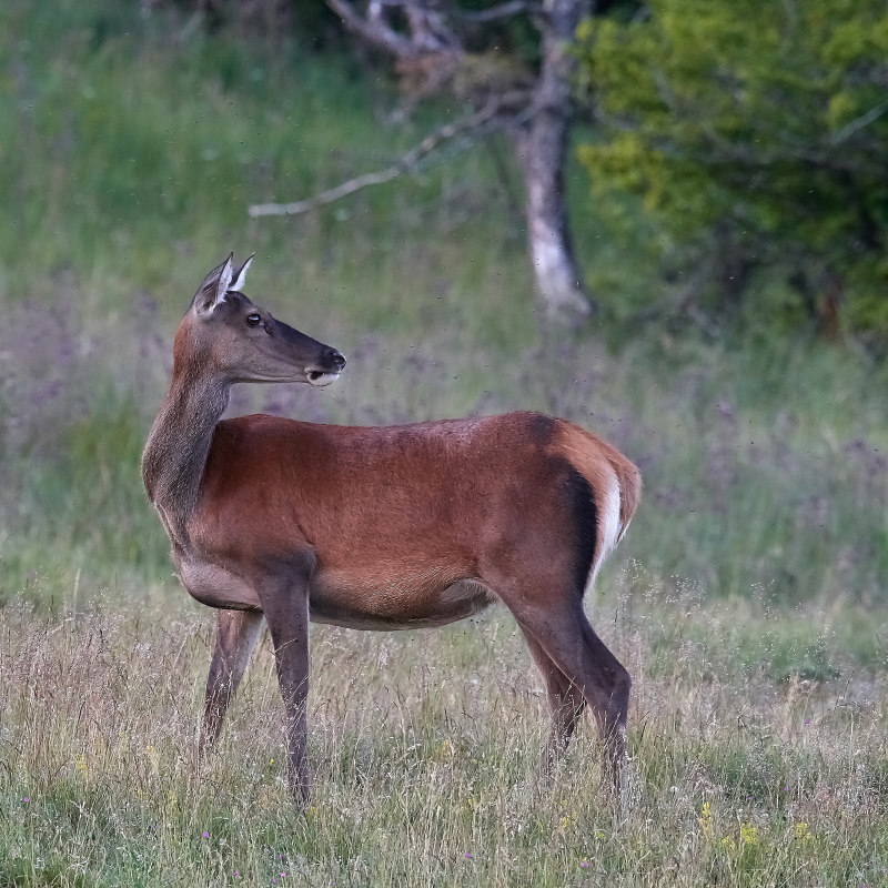 5530 sep co .jpg