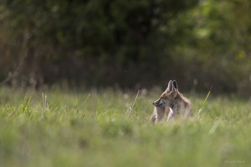 Renard roux (Vulpes vulpes)-8.jpg