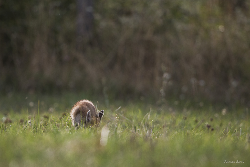 Renard roux (Vulpes vulpes)-7.jpg